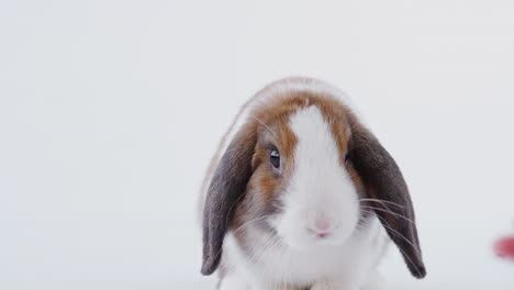 Besitzer-Füttert-Miniatur-Kaninchen-Mit-Braunen-Und-Weißen-Schlappohren-Auf-Weißem-Hintergrund