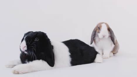 Studio-Portrait-Of-Two-Miniature-Black-And-White-Flop-Eared-Rabbits-On-White-Background