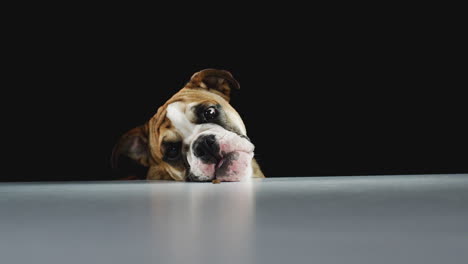 Studio-Portrait-Of-Bulldog-Puppy-Against-Black-Background-Eating-Dog-Treat