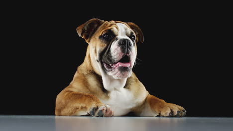 Studioporträt-Eines-Bulldoggenwelpen-Vor-Schwarzem-Hintergrund