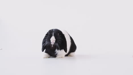 Studio-Portrait-Of-Miniature-Black-And-White-Flop-Eared-Rabbit-Feeding-On-White-Background