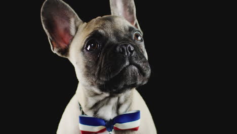 Studioporträt-Eines-Französischen-Bulldoggenwelpen-Mit-Fliege-Vor-Schwarzem-Hintergrund