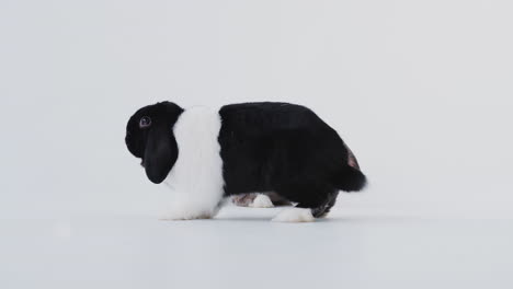 Studio-Portrait-Of-Two-Miniature-Black-And-White-Flop-Eared-Rabbits-Hopping-Across-White-Background