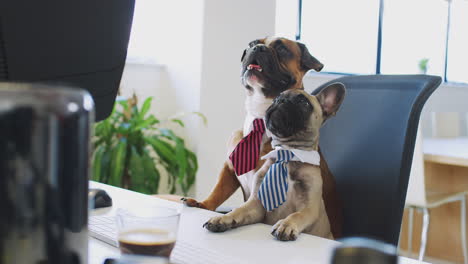 Französische-Bulldogge-Und-Bulldoggenwelpe-Verkleidet-Als-Geschäftsleute,-Die-Am-Schreibtisch-Sitzen-Und-Auf-Den-Computer-Schauen