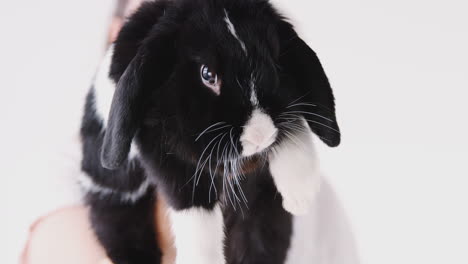 Close-Up-Of-Child-Holding-Miniature-Black-And-White-Flop-Eared-Rabbit-On-White-Background