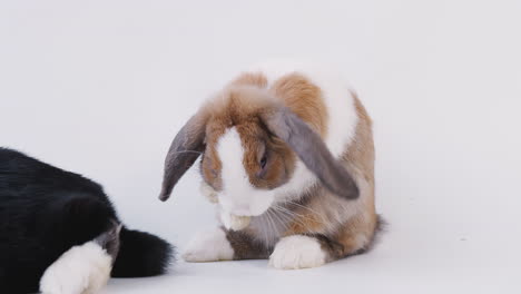 Studio-Shot-Of-Two-Miniature-Flop-Eared-Rabbits-Cleaning-Themselves-Against-White-Background