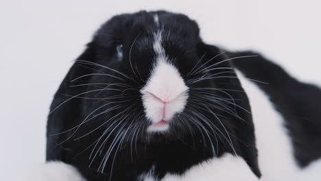 Studio-Close-Up-Of-Miniature-Black-And-White-Flop-Eared-Rabbit-On-White-Background