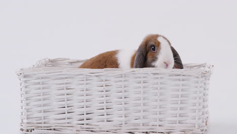 Studio-Shot-Of-Miniature-Brown-And-White-Flop-Eared-Rabbit-Sitting-In-Basket-Bed-On-White-Background