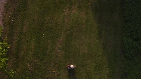 Drone-Aerial-Shot-Of-Two-Pet-Bulldogs-Playing-On-Grass-Together