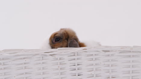 Studio-Shot-Of-Miniature-Brown-And-White-Flop-Eared-Rabbit-Sitting-In-Basket-Bed-On-White-Background