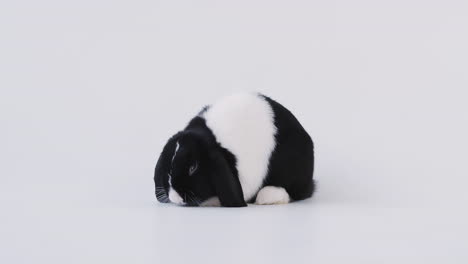 Studioaufnahme-Eines-Miniatur-Schwarz-Weiß-Kaninchens-Mit-Schlappohren,-Das-Essen-Auf-Weißem-Hintergrund-Isst