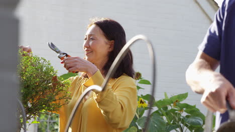 Mature-Asian-man-waters-plants-in-summer-garden-using-watering-can-whilst-his-wife-prunes-shrubs-with-secateurs---shot-in-slow-motion