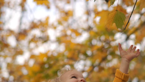 Fröhliches-Kleines-Kind-Streckt-Am-Herbsttag-Seine-Hand-Nach-Gelben-Blättern-Am-Baum-Aus-Und-Lacht-Und-Lächelt.-Nahaufnahme-Eines-Lustigen-Kleinkindes