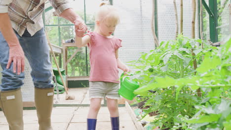 Grandfather-With-Granddaughter-Watering-Tomato-Plants-In-Greenhouse-With-Watering-Can-Together