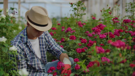 Un-Florista-Jardinero-Se-Sienta-En-Un-Invernadero-Y-Examina-Las-Rosas-Cultivadas-Para-La-Venta.
