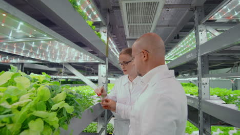 A-man-and-a-woman-on-vertical-farms-in-white-coats-and-glasses-holding-a-test-tube-and-put-a-sample-of-a-green-plant-in-it