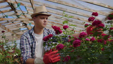 Greenhouse-with-growing-roses-inside-which-A-male-gardener-in-a-hat-inspects-flower-buds-and-petals.-A-small-flower-growing-business..