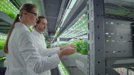 Team-work-of-scientists-and-farmers-men-and-women-using-modern-technology-and-hydroponics.-The-business-of-growing-vegetables-and-salads-in-a-bad-environment.-The-concept-of-eco-friendly-products.