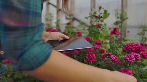 Close-up-tablet-in-the-hand-of-a-woman-florist-in-a-greenhouse-growing-roses-in-slow-motion.-Small-business.