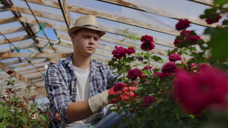 Un-Florista-Jardinero-Se-Sienta-En-Un-Invernadero-Y-Examina-Las-Rosas-Cultivadas-Para-La-Venta.