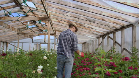 View-from-the-back:-A-man-walks-in-a-greenhouse-inspecting-roses-in-gloves.