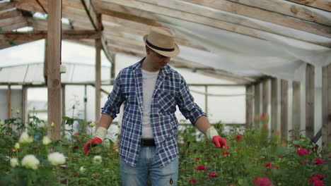 A-male-gardener-is-walking-through-a-greenhouse-with-gloves-looking-and-controlling-the-roses-grown-for-his-small-business.-Florist-walks-on-a-greenhouse-and-touches-flowers-with-his-hands