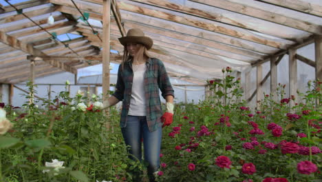 A-female-gardener-is-walking-in-a-gloved-greenhouse-watching-and-controlling-roses-grown-for-her-small-business.-Florist-girl-walks-on-a-greenhouse-and-touches-flowers-with-her-hands