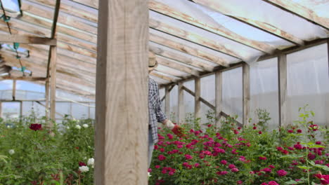 A-man-walks-in-a-greenhouse-examines-roses-in-gloves.