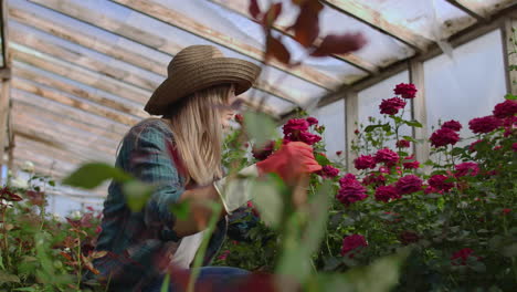 A-young-woman-florist-takes-care-of-roses-in-a-greenhouse-sitting-in-gloves-examining-and-touching-flower-buds-with-her-hands