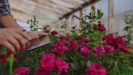 Close-up-hands-gardener-florist.-modern-rose-farmers-walk-through-the-greenhouse-with-a-plantation-of-flowers-touch-the-buds-and-touch-the-screen-of-the-tablet.