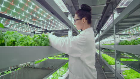 Scientists-men-and-women-work-moving-through-the-corridors-of-a-modern-metal-farm-for-growing-vegetables-and-herbs-examining-the-shelves-with-green-plants-and-entering-data-into-the-computer