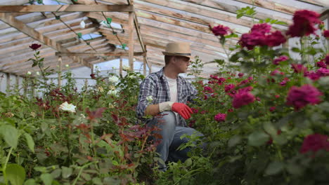 A-male-gardener-florist-sits-in-a-greenhouse-and-examines-roses-grown-for-sale.