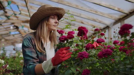 A-young-woman-florist-takes-care-of-roses-in-a-greenhouse-sitting-in-gloves-examining-and-touching-flower-buds-with-her-hands