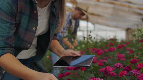 A-woman-with-a-tablet-examines-the-flowers-and-presses-her-fingers-on-the-tablet-screen.-Flower-farming-business-checking-flowers-in-greenhouse