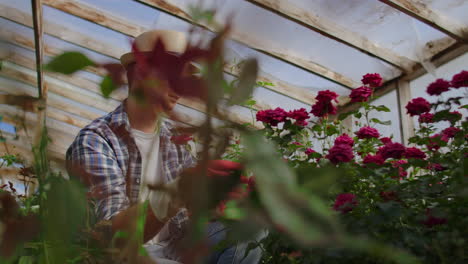 A-male-gardener-florist-sits-in-a-greenhouse-and-examines-roses-grown-for-sale.