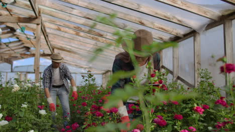 Team-work-of-colleagues-modern-rose-farmers-walk-through-the-greenhouse-with-a-plantation-of-flowers-touch-the-buds-and-touch-the-screen-of-the-tablet.