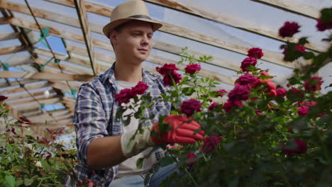 Greenhouse-with-growing-roses-inside-which-A-male-gardener-in-a-hat-inspects-flower-buds-and-petals.-A-small-flower-growing-business..