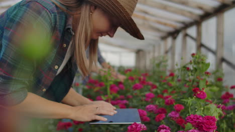 Two-people-a-man-and-a-woman-with-a-tablet-computer-inspect-flowers-in-a-greenhouse-on-a-rose-plantation.-Close---up-of-the-hands-of-the-florist.