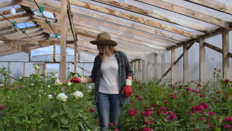 A-young-woman-florist-walks-through-a-greenhouse-caring-for-roses-in-a-greenhouse-examining-and-touching-flower-buds-with-her-hands.