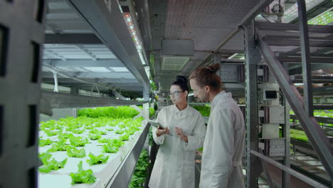 Modern-scientists-are-engaged-in-genetic-engineering-in-the-modern-production-of-vegitarian-products.-Modern-farm-for-automated-production-of-vegetables
