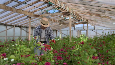 A-male-gardener-is-walking-through-a-greenhouse-with-gloves-looking-and-controlling-the-roses-grown-for-his-small-business.-Florist-walks-on-a-greenhouse-and-touches-flowers-with-his-hands