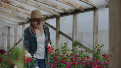 A-female-gardener-is-walking-in-a-gloved-greenhouse-watching-and-controlling-roses-grown-for-her-small-business.-Florist-girl-walks-on-a-greenhouse-and-touches-flowers-with-her-hands