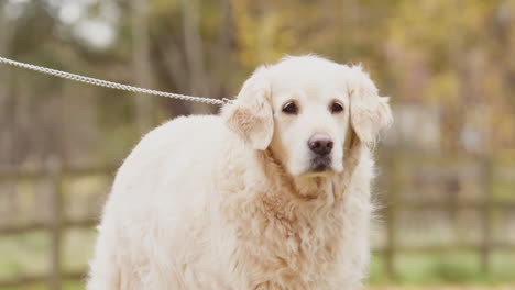 Pet-golden-retriever-on-lead-going-for-walk-in-autumn-countryside--shot-in-slow-motion