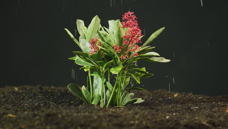 Skimmia-Japonica-Plant-Growing-In-Garden-Soil-Being-Watered-Or-In-Rain