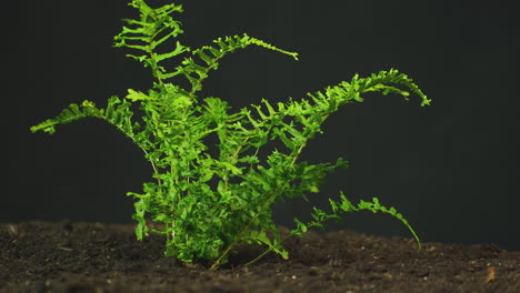 Time-Lapse-Sequence-Of-Boston-Fern-Plant-Growing-In-Garden-Soil