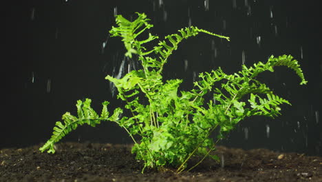 Boston-Farn-Pflanze-Wächst-Im-Gartenboden,-Der-Bewässert-Wird-Oder-Im-Regen