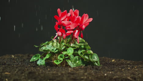 Rote-Cyclamen-Persicum-Pflanze,-Die-Im-Gartenboden-Wächst,-Bewässert-Wird-Oder-Im-Regen