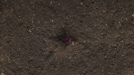 Zeitraffersequenz-Einer-Rosafarbenen-Cyclamen-Persicum-Pflanze,-Die-Im-Gartenboden-Wächst