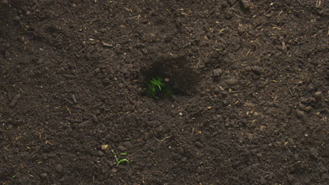 Zeitraffersequenz-Von-Rosmarinpflanzen,-Die-Im-Gartenboden-Wachsen