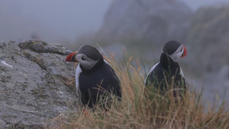 Atlantic-puffin-(Fratercula-arctica),-on-the-rock-on-the-island-of-Runde-(Norway).